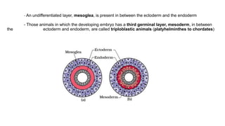 - An undifferentiated layer, mesoglea, is present in between the ectoderm and the endoderm
- Those animals in which the developing embryo has a third germinal layer, mesoderm, in between
the ectoderm and endoderm, are called triploblastic animals (platyhelminthes to chordates)
 
