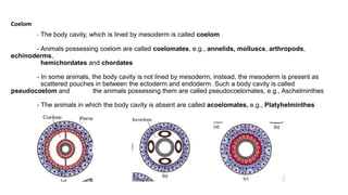 Coelom
- The body cavity, which is lined by mesoderm is called coelom
- Animals possessing coelom are called coelomates, e.g., annelids, molluscs, arthropods,
echinoderms,
hemichordates and chordates
- In some animals, the body cavity is not lined by mesoderm, instead, the mesoderm is present as
scattered pouches in between the ectoderm and endoderm. Such a body cavity is called
pseudocoelom and the animals possessing them are called pseudocoelomates, e.g., Aschelminthes
- The animals in which the body cavity is absent are called acoelomates, e.g., Platyhelminthes
 