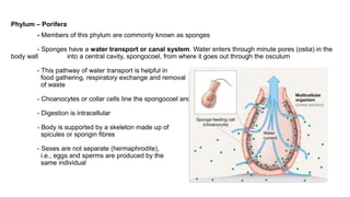Phylum – Porifera
- Members of this phylum are commonly known as sponges
- Sponges have a water transport or canal system. Water enters through minute pores (ostia) in the
body wall into a central cavity, spongocoel, from where it goes out through the osculum
- This pathway of water transport is helpful in
food gathering, respiratory exchange and removal
of waste
- Choanocytes or collar cells line the spongocoel and the canals.
- Digestion is intracellular
- Body is supported by a skeleton made up of
spicules or spongin fibres
- Sexes are not separate (hermaphrodite),
i.e., eggs and sperms are produced by the
same individual
 
