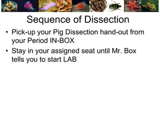 Pig Getting Dissection Pig Dissection | PDF