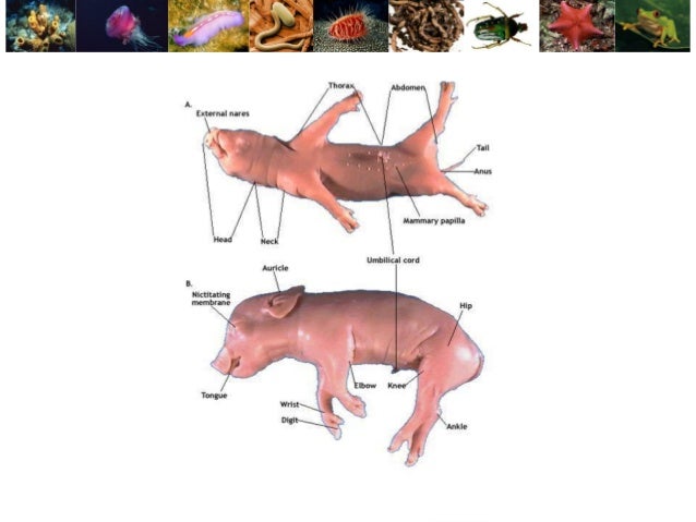 Pig Dissection