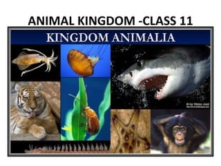 ANIMAL KINGDOM -CLASS 11
• BY – SAKSHI RAWAT
 