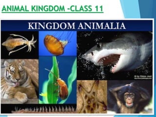 ANIMAL KINGDOM -CLASS 11
 BY – SAKSHI RAWAT
 