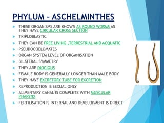 PHYLUM – ASCHELMINTHES
 THESE ORGANISMS ARE KNOWN AS ROUND WORMS AS
THEY HAVE CIRCULAR CROSS SECTION
 TRIPLOBLASTIC
 THEY CAN BE FREE LIVING ,TERRESTRIAL AND ACQUATIC
 PSEUDOCOELOMATES
 ORGAN SYSTEM LEVEL OF ORGANISATION
 BILATERAL SYMMETRY
 THEY ARE DIOCIOUS
 FEMALE BODY IS GENERALLY LONGER THAN MALE BODY
 THEY HAVE EXCRETORY TUBE FOR EXCRETION
 REPRODUCTION IS SEXUAL ONLY
 ALIMENTARY CANAL IS COMPLETE WITH MUSCULAR
PHARYNX
 FERTILISATION IS INTERNAL AND DEVELOPMENT IS DIRECT
 