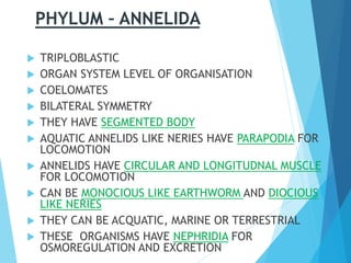 PHYLUM – ANNELIDA
 TRIPLOBLASTIC
 ORGAN SYSTEM LEVEL OF ORGANISATION
 COELOMATES
 BILATERAL SYMMETRY
 THEY HAVE SEGMENTED BODY
 AQUATIC ANNELIDS LIKE NERIES HAVE PARAPODIA FOR
LOCOMOTION
 ANNELIDS HAVE CIRCULAR AND LONGITUDNAL MUSCLE
FOR LOCOMOTION
 CAN BE MONOCIOUS LIKE EARTHWORM AND DIOCIOUS
LIKE NERIES
 THEY CAN BE ACQUATIC, MARINE OR TERRESTRIAL
 THESE ORGANISMS HAVE NEPHRIDIA FOR
OSMOREGULATION AND EXCRETION
 