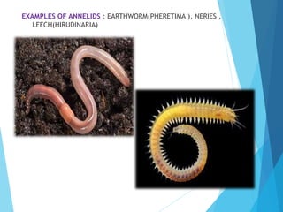 EXAMPLES OF ANNELIDS : EARTHWORM(PHERETIMA ), NERIES ,
LEECH(HIRUDINARIA)
 