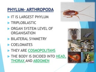 PHYLUM- ARTHROPODA
 IT IS LARGEST PHYLUM
 TRIPLOBLASTIC
 ORGAN SYSTEM LEVEL OF
ORGANISATION
 BILATERAL SYMMETRY
 COELOMATES
 THEY ARE COSMOPOLITANS
 THE BODY IS DICIDED INTO HEAD,
THORAX AND ABDOMEN
 