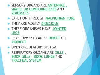  SENSORY ORGANS ARE ANTENNAE ,
SIMPLE OR COMPOUND EYES AND
STATOSYTS
 EXRETION THROUGH MALPIGHIAN TUBE
 THEY ARE MOSTLY DIOECIOUS
 THESE ORGANISMS HAVE JOINTED
LEGS
 DEVELOPMENT CAN BE DIRECT OR
INDIRECT
 OPEN CIRCULATORY SYSTEM
 RESPIRATORY ORGANS ARE GILLS ,
BOOK GILLS , BOOK LUNGS AND
TRACHEAL SYSTEM
 