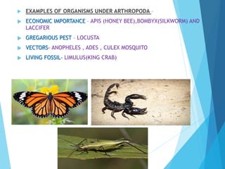  EXAMPLES OF ORGANISMS UNDER ARTHROPODA –
 ECONOMIC IMPORTANCE – APIS (HONEY BEE),BOMBYX(SILKWORM) AND
LACCIFER
 GREGARIOUS PEST – LOCUSTA
 VECTORS- ANOPHELES , ADES , CULEX MOSQUITO
 LIVING FOSSIL- LIMULUS(KING CRAB)
 