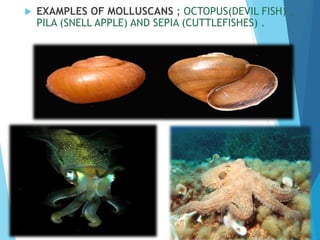  EXAMPLES OF MOLLUSCANS ; OCTOPUS(DEVIL FISH) ,
PILA (SNELL APPLE) AND SEPIA (CUTTLEFISHES) .
 