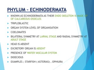 PHYLUM – ECHINODERMATA
 KNOWN AS ECHINODERMATA AS THEIR ENDO SKELETON IS MADE UP
OF CALCAREOUS OSSICLES
 TRIPLOBLASTIC
 ORGAN SYSTEM LEVEL OF ORGANISATION
 COELOMATES
 BILATERAL SYMMETRY AT LARVAL STAGE AND RADIAL SYMMETRY AT
ADULT STAGE
 HEAD IS ABSENT
 EXCRETORY ORGAN IS ABSENT
 PRESENCE OF WATER VASCULAR SYSTEM
 DIOECIOUS
 EXAMPLES ; STARFISH ( ASTERIAS) , OPHIURA
 
