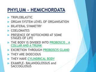 PHYLUM – HEMICHORDATA
 TRIPLOBLASTIC
 ORGAN SYSTEM LEVEL OF ORGANISATION
 BILATERAL SYMMETRY
 COELOMATES
 PRESENCE OF NOTOCHORD AT SOME
STAGES OF LIFE
 THE BODY IS DIVIDED INTO PROBOSCIS , A
COLLAR AND A TRUNK
 EXCRETION THROUGH PROBOSCIS GLAND
 THEY ARE DIOECIOUS
 THEY HAVE CYLINDRICAL BODY
 EXAMPLE- BALANOGLOSSUS and
SACCOGLOSUS
 