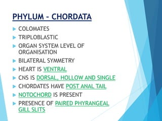 PHYLUM – CHORDATA
 COLOMATES
 TRIPLOBLASTIC
 ORGAN SYSTEM LEVEL OF
ORGANISATION
 BILATERAL SYMMETRY
 HEART IS VENTRAL
 CNS IS DORSAL, HOLLOW AND SINGLE
 CHORDATES HAVE POST ANAL TAIL
 NOTOCHORD IS PRESENT
 PRESENCE OF PAIRED PHYRANGEAL
GILL SLITS
 