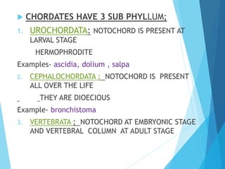  CHORDATES HAVE 3 SUB PHYLLUM;
1. UROCHORDATA: NOTOCHORD IS PRESENT AT
LARVAL STAGE
HERMOPHRODITE
Examples- ascidia, dolium , salpa
2. CEPHALOCHORDATA ; NOTOCHORD IS PRESENT
ALL OVER THE LIFE
THEY ARE DIOECIOUS
Example- bronchistoma
3. VERTEBRATA ; NOTOCHORD AT EMBRYONIC STAGE
AND VERTEBRAL COLUMN AT ADULT STAGE
 