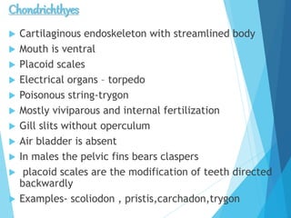 Chondrichthyes
 Cartilaginous endoskeleton with streamlined body
 Mouth is ventral
 Placoid scales
 Electrical organs – torpedo
 Poisonous string-trygon
 Mostly viviparous and internal fertilization
 Gill slits without operculum
 Air bladder is absent
 In males the pelvic fins bears claspers
 placoid scales are the modification of teeth directed
backwardly
 Examples- scoliodon , pristis,carchadon,trygon
 