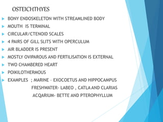 OSTEICHTHYES
 BONY ENDOSKELETON WITH STREAMLINED BODY
 MOUTH IS TERMINAL
 CIRCULAR/CTENOID SCALES
 4 PAIRS OF GILL SLITS WITH OPERCULUM
 AIR BLADDER IS PRESENT
 MOSTLY OVIPAROUS AND FERTILISATION IS EXTERNAL
 TWO CHAMBERED HEART
 POIKILOTHERMOUS
 EXAMPLES ; MARINE – EXOCOETUS AND HIPPOCAMPUS
FRESHWATER- LABEO , CATLA AND CLARIAS
ACQARIUM- BETTE AND PTEROPHYLLUM
 