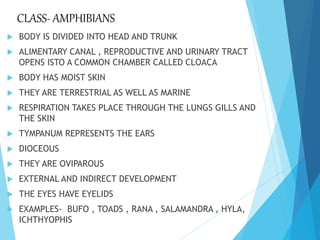 CLASS- AMPHIBIANS
 BODY IS DIVIDED INTO HEAD AND TRUNK
 ALIMENTARY CANAL , REPRODUCTIVE AND URINARY TRACT
OPENS ISTO A COMMON CHAMBER CALLED CLOACA
 BODY HAS MOIST SKIN
 THEY ARE TERRESTRIAL AS WELL AS MARINE
 RESPIRATION TAKES PLACE THROUGH THE LUNGS GILLS AND
THE SKIN
 TYMPANUM REPRESENTS THE EARS
 DIOCEOUS
 THEY ARE OVIPAROUS
 EXTERNAL AND INDIRECT DEVELOPMENT
 THE EYES HAVE EYELIDS
 EXAMPLES- BUFO , TOADS , RANA , SALAMANDRA , HYLA,
ICHTHYOPHIS
 