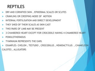 REPTILES
 DRY AND CORNIFIED SKIN , EPIDERMAL SCALES OR SCUTES
 CRAWLING OR CREEPING MODE OF MOTION
 INTERNAL FERTILISATION AND DIRECT DEVELOPMENT
 THEY SHED OF THEIR SCALES AS SKIN CAST
 TWO PAIRS OF LIMB MAY BE PRESENT
 3 CHANBERED HEART EXCEPT FOR CROCODILE HAVING 4 CHAMBERED HEART
 POIKILOTHERMOUS
 TYMPANUM REPRESENTS THE EARS
 EXAMPLES- CHELON , TESTUDO , CROCODILUS , HEMIDACTYLUS , CHAMELEON
CALOTES , ALLIGATORS
 