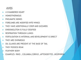 AVES
 4 CHAMBERED HEART
 HOMIOTHERMOUS
 PNEUMATIC BONES
 FORELIMBS ARE MODIFIED INTO WINGS
 THEY HAVE ADDITIONALLY CROP AND GIZZARDS
 ENDOSKELETON IS FULLY OSSIFIED
 RESPIRATION THROUGH LUNGS
 FERTILISATION IS INTERNAL AND DEVELOPMENT IS DIRECT
 THEY ARE OVIPAROUS
 OIL GLANDS ARE PRESENT AT THE BASE OF TAIL
 THEY POSSESS BEAK
 FEATHERY BODY
 EXAMPLES- PAVO , COLUMBA,CORVUS ,APTENODYTES ,NEOPHRON
 