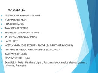 MAMMALIA
 PRESENCE OF MAMMARY GLANDS
 4 CHAMBERED HEART
 HOMIOTHERMOUS
 TWO SETS OF TEETHS
 TEETHS ARE ARRANGED IN JAWS
 EXTERNAL EAR CALLED PINNA
 HAIRY BODY
 MOSTLY VIVIPAROUS EXCEPT – PLATYPUS( ORNITHORHYNCHUS)
 INTERNAL FERTILISATION AND DIRECT DEVELOPMENT
 TWO PAIRS OF LIMBS
 RESPIRATION BY LUNGS
 EXAMPLES – Felis , Panthera tigris , Panthera leo ,camelus elephas ,rattus ,
petropus, Macropus
 