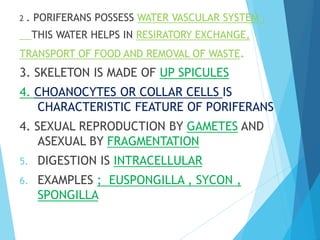 2 . PORIFERANS POSSESS WATER VASCULAR SYSTEM ;
THIS WATER HELPS IN RESIRATORY EXCHANGE,
TRANSPORT OF FOOD AND REMOVAL OF WASTE.
3. SKELETON IS MADE OF UP SPICULES
4. CHOANOCYTES OR COLLAR CELLS IS
CHARACTERISTIC FEATURE OF PORIFERANS
4. SEXUAL REPRODUCTION BY GAMETES AND
ASEXUAL BY FRAGMENTATION
5. DIGESTION IS INTRACELLULAR
6. EXAMPLES ; EUSPONGILLA , SYCON ,
SPONGILLA
 