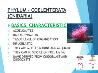 PHYLUM – COELENTERATA
(CNIDARIA)
BASICS CHARACTERISTICS ;
1. ACOELOMATES
2. RADIAL SYMMETRY
3. TISSUE LEVEL OF ORGANISATION
4. DIPLOBLASTIC
5. THEY ARE MOSTLE MARINE AND ACQUATIC
6. THEY CAN BE SESSILE OR FREE LIVING
7. NAME DERIVED FROM CNIDOBLAST AND
CNIDOCYSTS
 