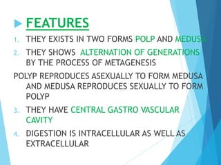  FEATURES
1. THEY EXISTS IN TWO FORMS POLP AND MEDUSA
2. THEY SHOWS ALTERNATION OF GENERATIONS
BY THE PROCESS OF METAGENESIS
POLYP REPRODUCES ASEXUALLY TO FORM MEDUSA
AND MEDUSA REPRODUCES SEXUALLY TO FORM
POLYP
3. THEY HAVE CENTRAL GASTRO VASCULAR
CAVITY
4. DIGESTION IS INTRACELLULAR AS WELL AS
EXTRACELLULAR
 