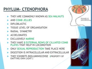PHYLUM- CTENOPHORA
 THEY ARE COMMONLY KNOWN AS SEA WALNUTS
 AND COMB JELLIES
 DIPLOBLASTIC
 TISSUE LEVEL OF ORGANISATION
 RADIAL SYMMETRY
 ACOELOMATES
 EXCLUSIVELY MARINE
 THEY HAVE 8 EXTERNAL ROWS OF CILLIATED COMB
PLATES THAT HELP IN LOCOMOTION
 ONLY SEXUAL REPRODUCTION TAKE PLACE HERE
 DIGESTION IS INTRACELLELAR AND EXTRACELLULAR
 THEY EXHIBITS BIOLUMINISCENSE (PROPERTY OF
EMITTING OWN LIGHT )
 