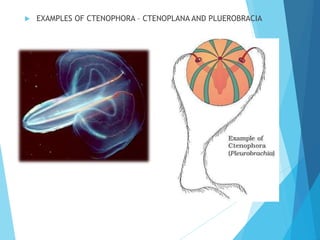  EXAMPLES OF CTENOPHORA – CTENOPLANA AND PLUEROBRACIA
 