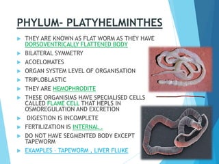 PHYLUM- PLATYHELMINTHES
 THEY ARE KNOWN AS FLAT WORM AS THEY HAVE
DORSOVENTRICALLY FLATTENED BODY
 BILATERAL SYMMETRY
 ACOELOMATES
 ORGAN SYSTEM LEVEL OF ORGANISATION
 TRIPLOBLASTIC
 THEY ARE HEMOPHRODITE
 THESE ORGANISIMS HAVE SPECIALISED CELLS
CALLED FLAME CELL THAT HEPLS IN
OSMOREGULATION AND EXCRETION
 DIGESTION IS INCOMPLETE
 FERTILIZATION IS INTERNAL .
 DO NOT HAVE SEGMENTED BODY EXCEPT
TAPEWORM
 EXAMPLES – TAPEWORM , LIVER FLUKE
 