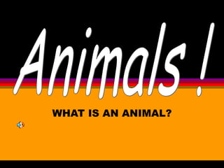 WHAT IS AN ANIMAL? Animals ! 