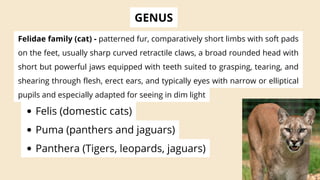 Animal Kingdom Classification.pdf
