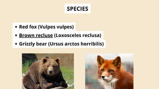 Animal Kingdom Classification.pdf