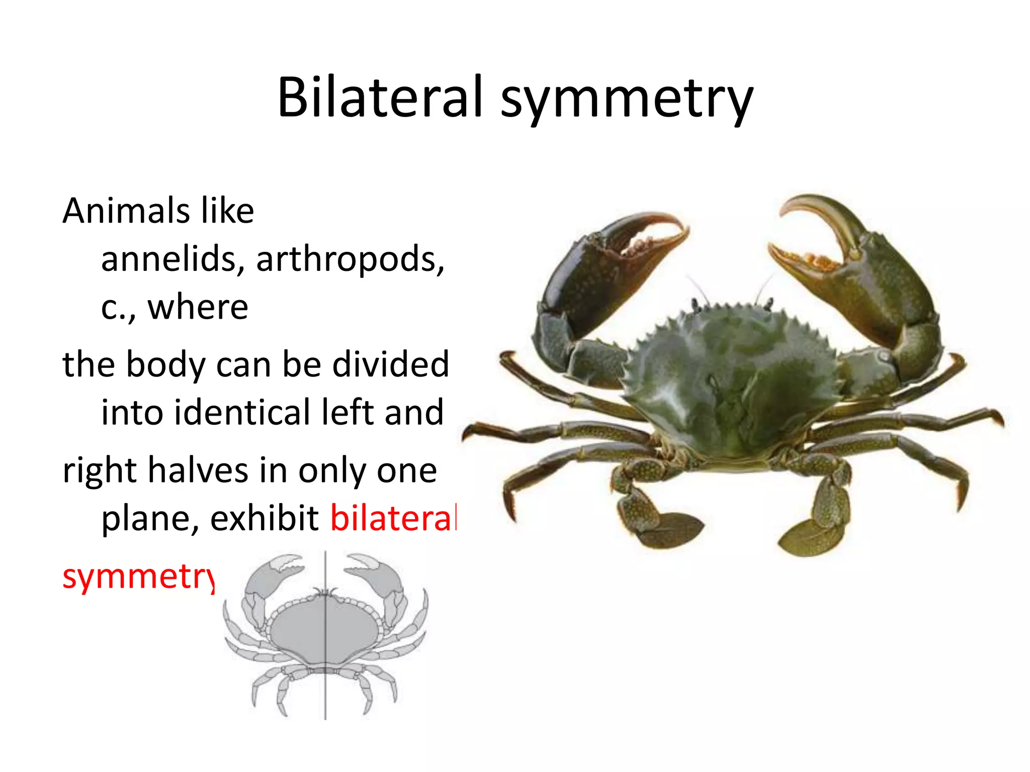 Animal kingdom for + 1 bio part I | PPTX