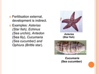 Tapak sulaiman vertebrata atau invertebrata