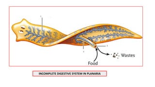 Incomplete Digestive System Examples Animal kingdom introduction | PDF