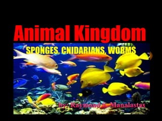Animal Kingdom
SPONGES, CNIDARIANS, WORMS

 