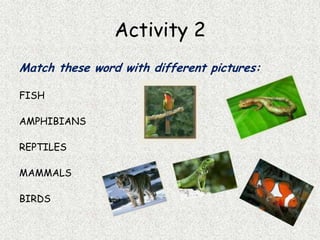 Activity 2
Match these word with different pictures:
FISH
AMPHIBIANS
REPTILES
MAMMALS
BIRDS
 