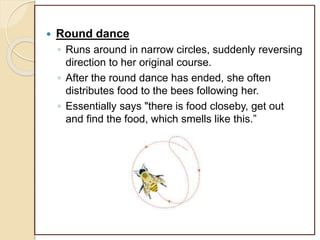  Round dance
◦ Runs around in narrow circles, suddenly reversing
direction to her original course.
◦ After the round dance has ended, she often
distributes food to the bees following her.
◦ Essentially says "there is food closeby, get out
and find the food, which smells like this.”
 
