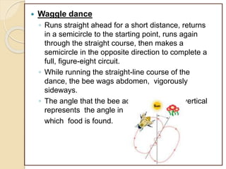  Waggle dance
◦ Runs straight ahead for a short distance, returns
in a semicircle to the starting point, runs again
through the straight course, then makes a
semicircle in the opposite direction to complete a
full, figure-eight circuit.
◦ While running the straight-line course of the
dance, the bee wags abdomen, vigorously
sideways.
◦ The angle that the bee adopts, relative to vertical
represents the angle in
which food is found.
 