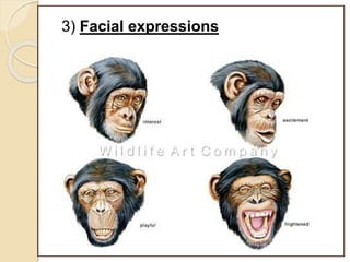 3) Facial expressions
 