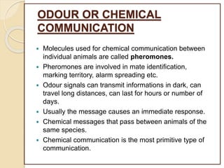 ODOUR OR CHEMICAL
COMMUNICATION
 Molecules used for chemical communication between
individual animals are called pheromones.
 Pheromones are involved in mate identification,
marking territory, alarm spreading etc.
 Odour signals can transmit informations in dark, can
travel long distances, can last for hours or number of
days.
 Usually the message causes an immediate response.
 Chemical messages that pass between animals of the
same species.
 Chemical communication is the most primitive type of
communication.
 