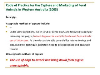Code of Practice for the Capture and Marketing of Feral Animals in Western Australia (2003) Feral pigs Acceptable methods of capture include: … under some conditions, e.g. in scrub or dense bush, and following trapping or poisoning campaigns,  trained dogs can be useful to locate and flush animals out of thick cover . As there is considerable potential for injuries to dogs and pigs, using this technique, operators need to be experienced and dogs well trained. Unacceptable methods of capture The use of dogs to attack and bring down feral pigs is unacceptable. 
