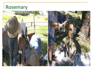 Rosemary 
