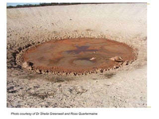 Photo courtesy of Dr Sheila Greenwell and Ross Quartermaine   