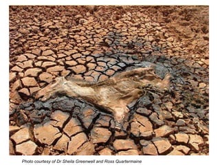 Photo courtesy of Dr Sheila Greenwell and Ross Quartermaine   