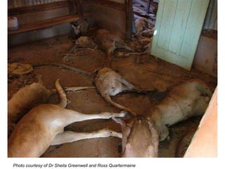 Photo courtesy of Dr Sheila Greenwell and Ross Quartermaine   