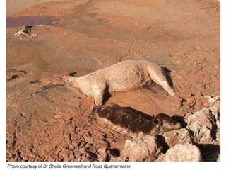 Photo courtesy of Dr Sheila Greenwell and Ross Quartermaine   