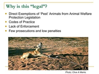 Why is this “legal”? Direct Exemptions of ‘Pest’ Animals from Animal Welfare Protection Legislation Codes of Practice Lack of Enforcement  Few prosecutions and low penalties  Photo: Clive A Marks   