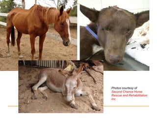 Photos courtesy of  Second Chance Horse Rescue and Rehabilitation Inc 